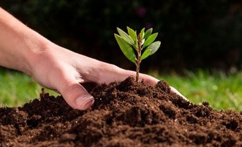 Cuál es árbol que más rápido da frutos y cuáles son sus beneficios | Plantas