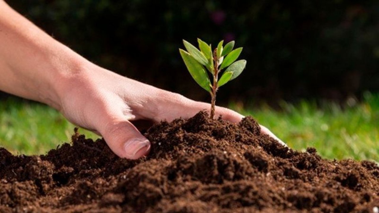 Qué árbol da frutas rápidamente. Cómo cuidar el árbol de quinotos. Beneficio de los quinotos. Cómo plantar un árbol de quinoto en macetas.