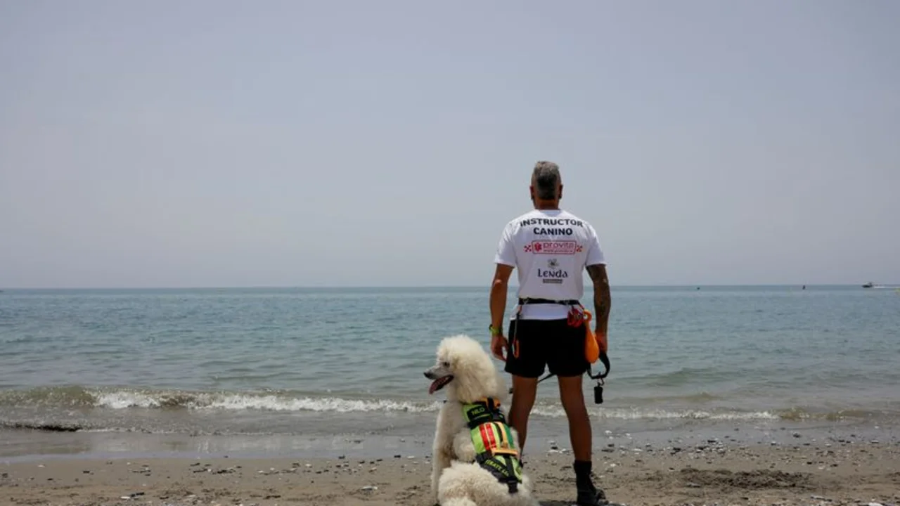 Un caniche se une al equipo de socorristas caninos en una playa española
