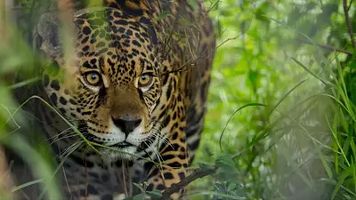 Sorpresa en Formosa: registraron un nuevo yaguareté en el Parque Nacional Río Pilcomayo Sorpresa en Formosa: registraron un nuevo yaguareté en el Parque Nacional Río Pilcomayo