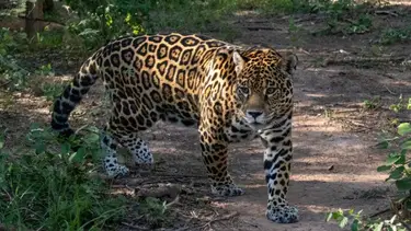 Confirman la presencia de un nuevo yaguareté en Formosa y destacan el equilibrio ecológico en la provincia