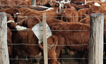 Se llevó a cabo una exitosa jornada de remate ganadero: los detalles | Productores
