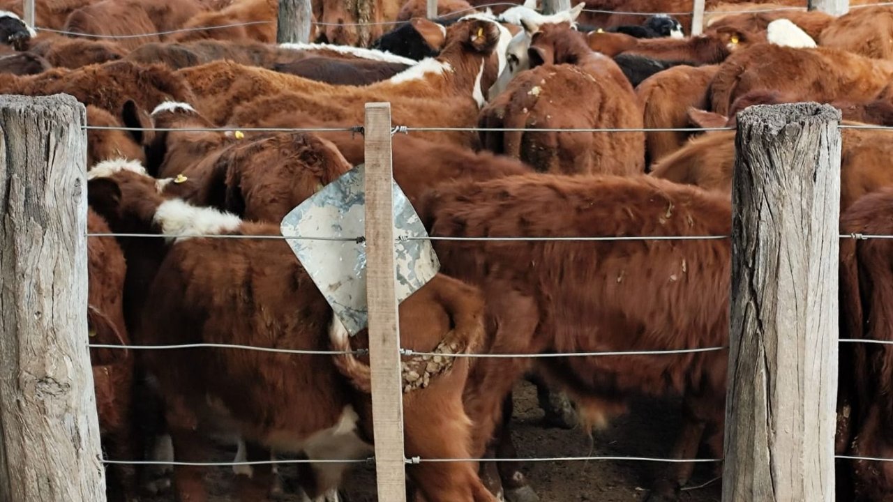 Impulso a la economía: desde Formosa destacan el acompañamiento a los pequeños productores ganaderos