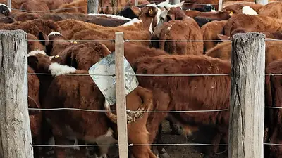 Impulso a la economía: desde Formosa destacan el acompañamiento a los pequeños productores ganaderos Impulso a la economía: desde Formosa destacan el acompañamiento a los pequeños productores ganaderos