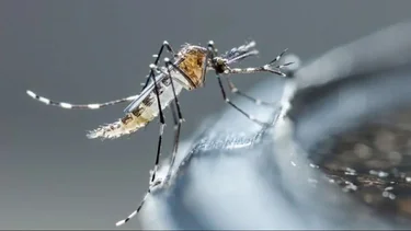 Luchas contra el dengue: Formosa registró un descenso de contagios aunque insisten con las medidas de prevención
