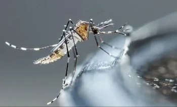 Lucha contra el dengue: la provincia registró un descenso de casos | Dengue