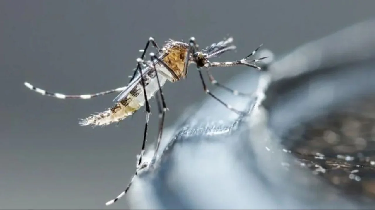 Luchas contra el dengue: Formosa registró un descenso de contagios aunque insisten con las medidas de prevención