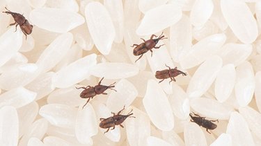 Despedite de los gorgojos para siempre: la planta aromática que garantiza alejarlos de la alacena