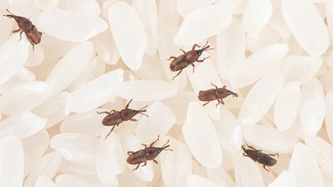 Despedite de los gorgojos para siempre: la planta aromática que garantiza alejarlos de la alacena