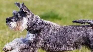 Schnauzer: información, características de la raza y qué se sabe de estos perros