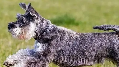 Schnauzer Schnauzer