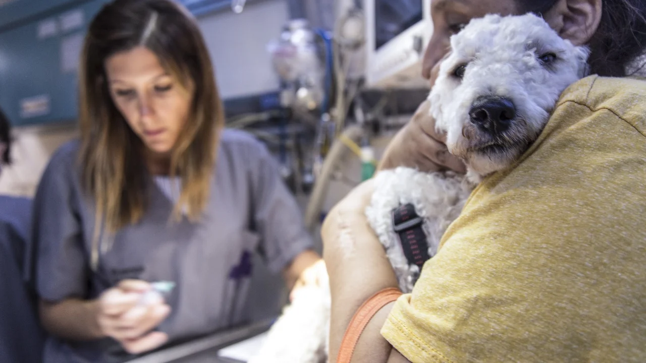 Perro en el veterinario
