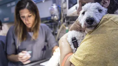 Perro en el veterinario Perro en el veterinario