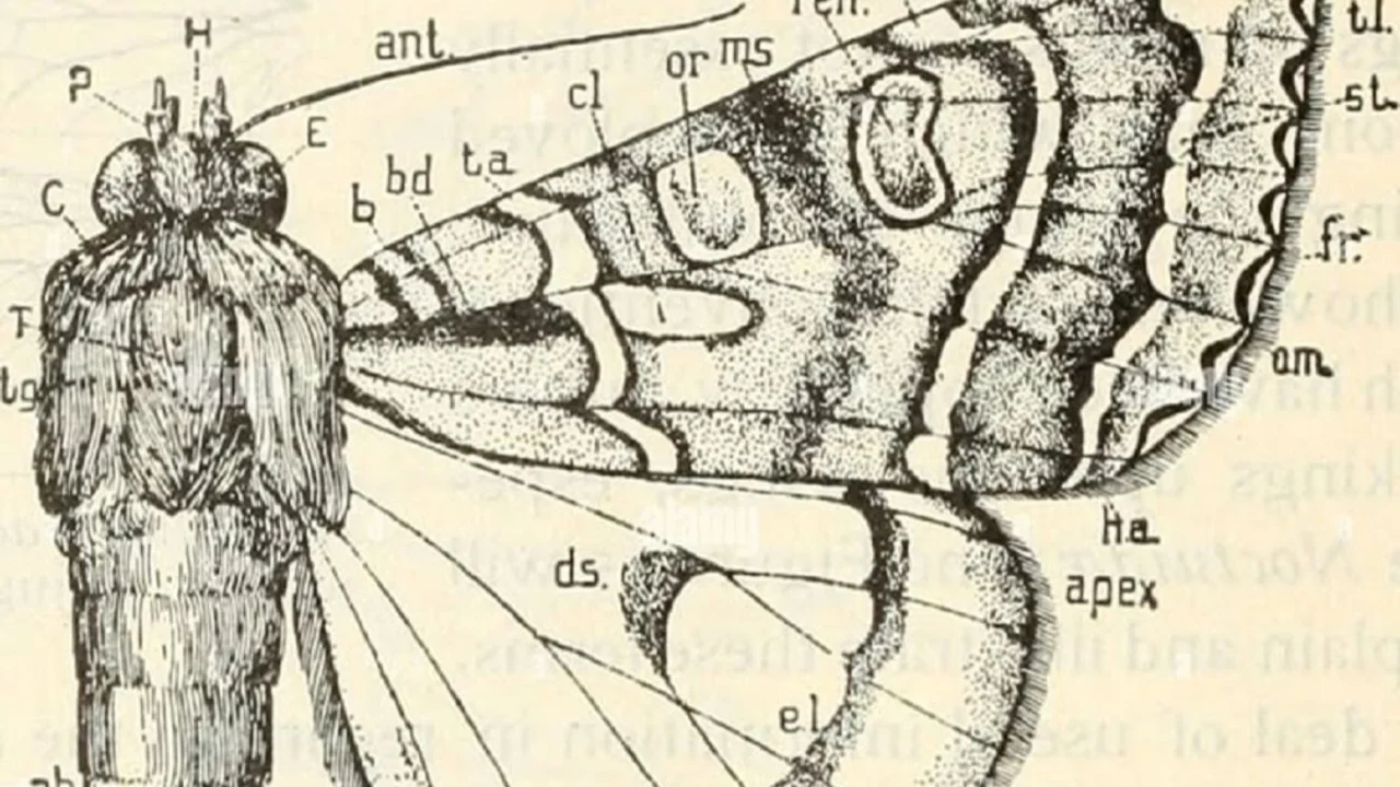 Mariposa.
