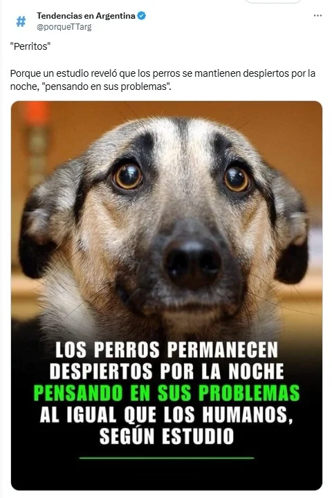 perros, caninos, mascotas, insomnio