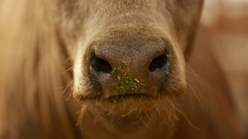 EEUU proyecta una planta de moscas estériles en Texas contra gusano barrenador