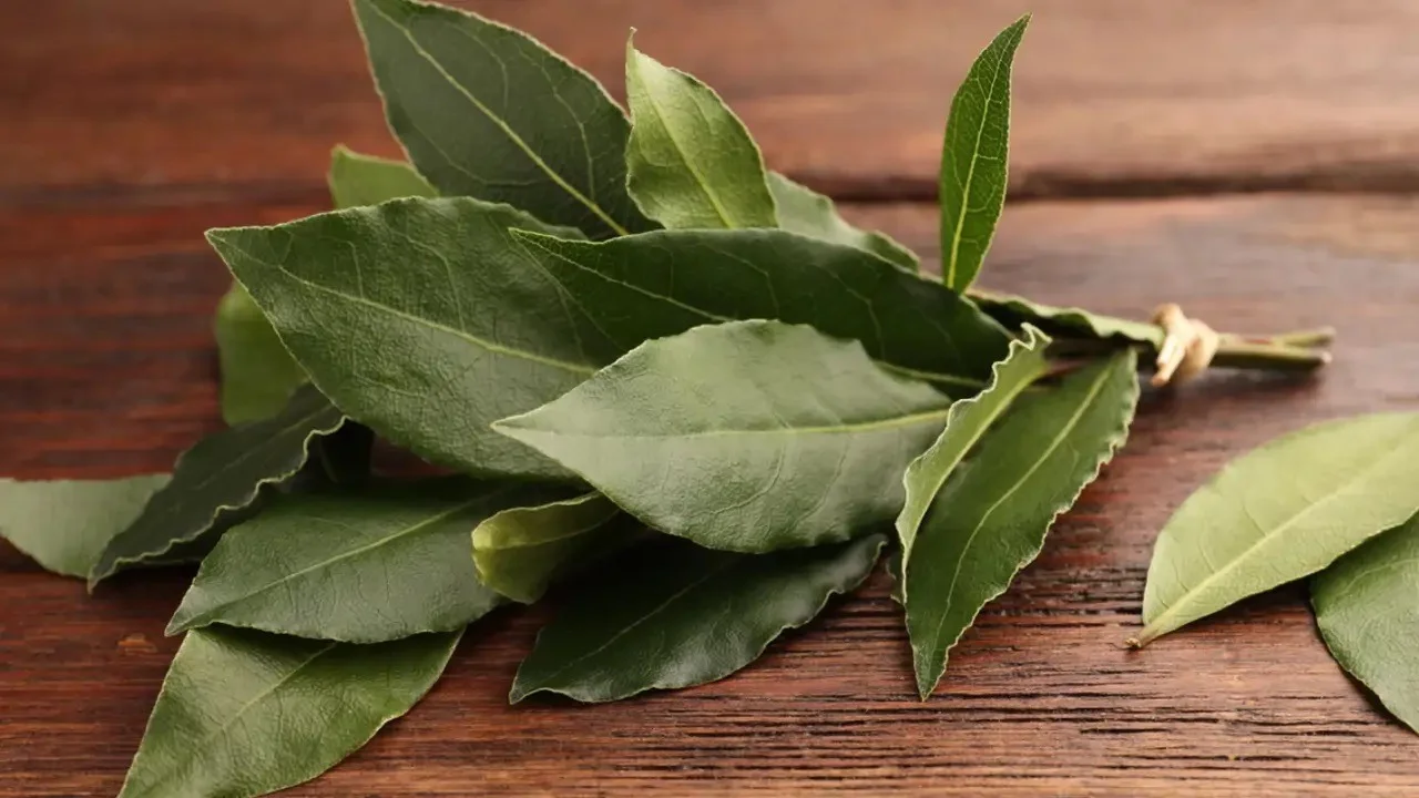 Hojas de laurel