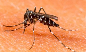 Santa Fe es la provincia con más dengue del país | El destape santa fe