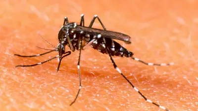 Santa Fe es la provincia con más dengue del país Santa Fe es la provincia con más dengue del país