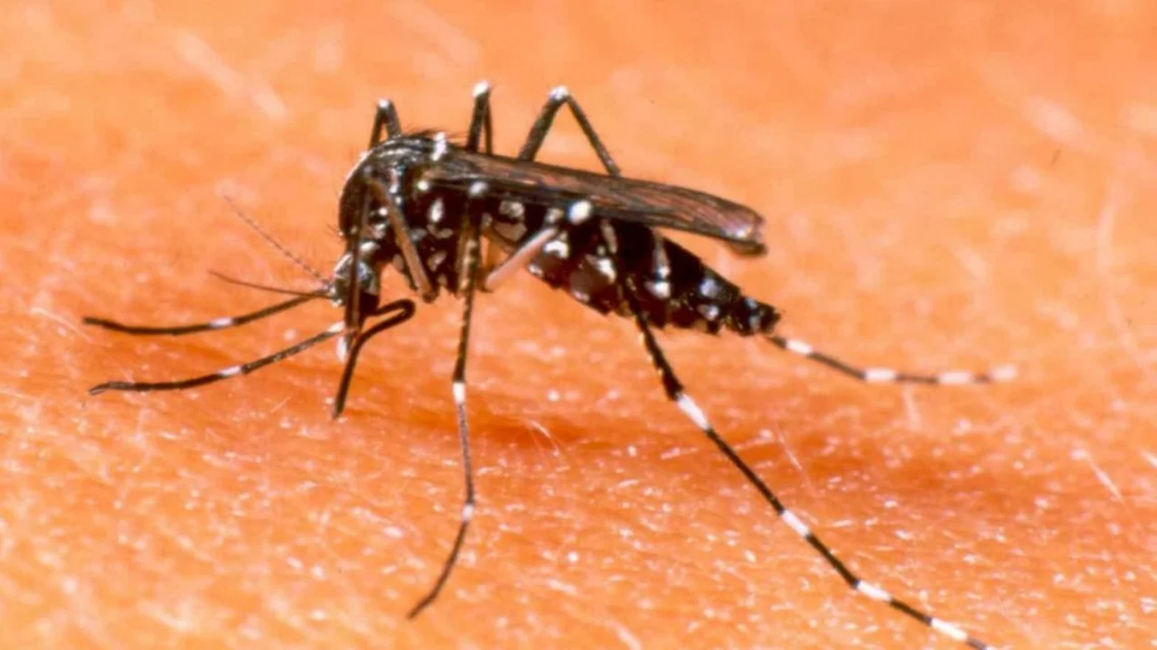 Santa Fe es la provincia con más dengue del país