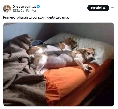 perro, mascotas, caninos, animales