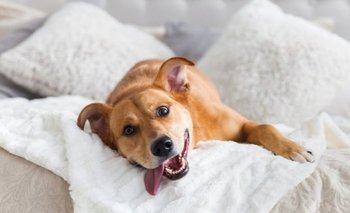 Por qué los perros se revuelcan en la cama: qué significado tiene | Perros