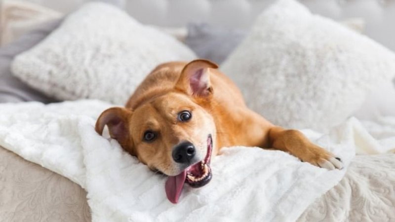 perro, mascotas, caninos, animales