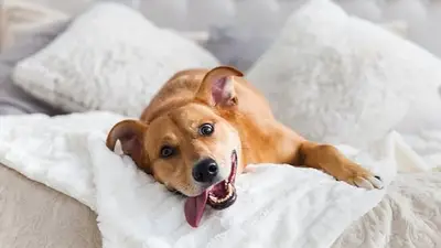 Perro. Perro.