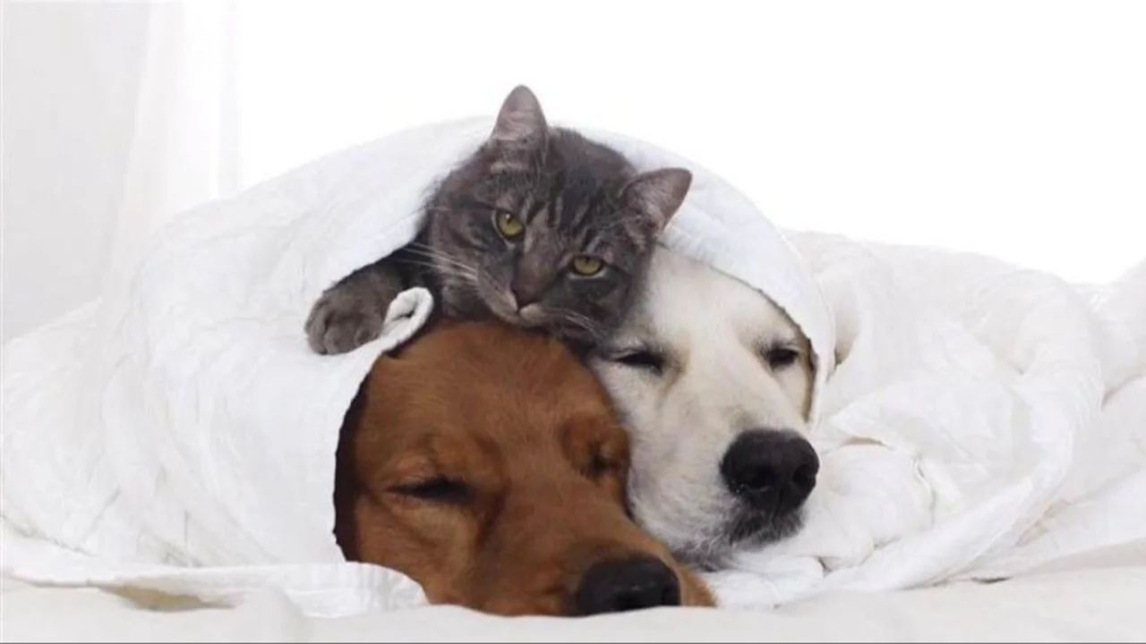 Gatos. Perros.