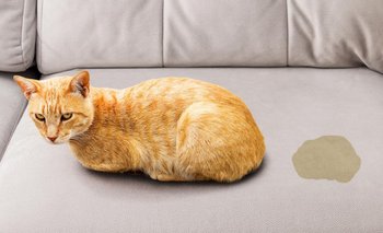 Despedite del olor a pis de gato: el producto de limpieza con el que se puede eliminar  | Consejos de limpieza