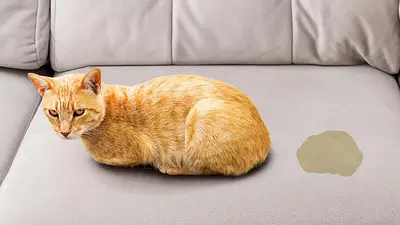 Cómo eliminar definitivamente el olor a pis de gato de la casa. Productos para eliminar el olor a pis de gato. Pise de gato cómo eliminar el olor. Cómo eliminar definitivamente el olor a pis de gato de la casa. Productos para eliminar el olor a pis de gato. Pise de gato cómo eliminar el olor.