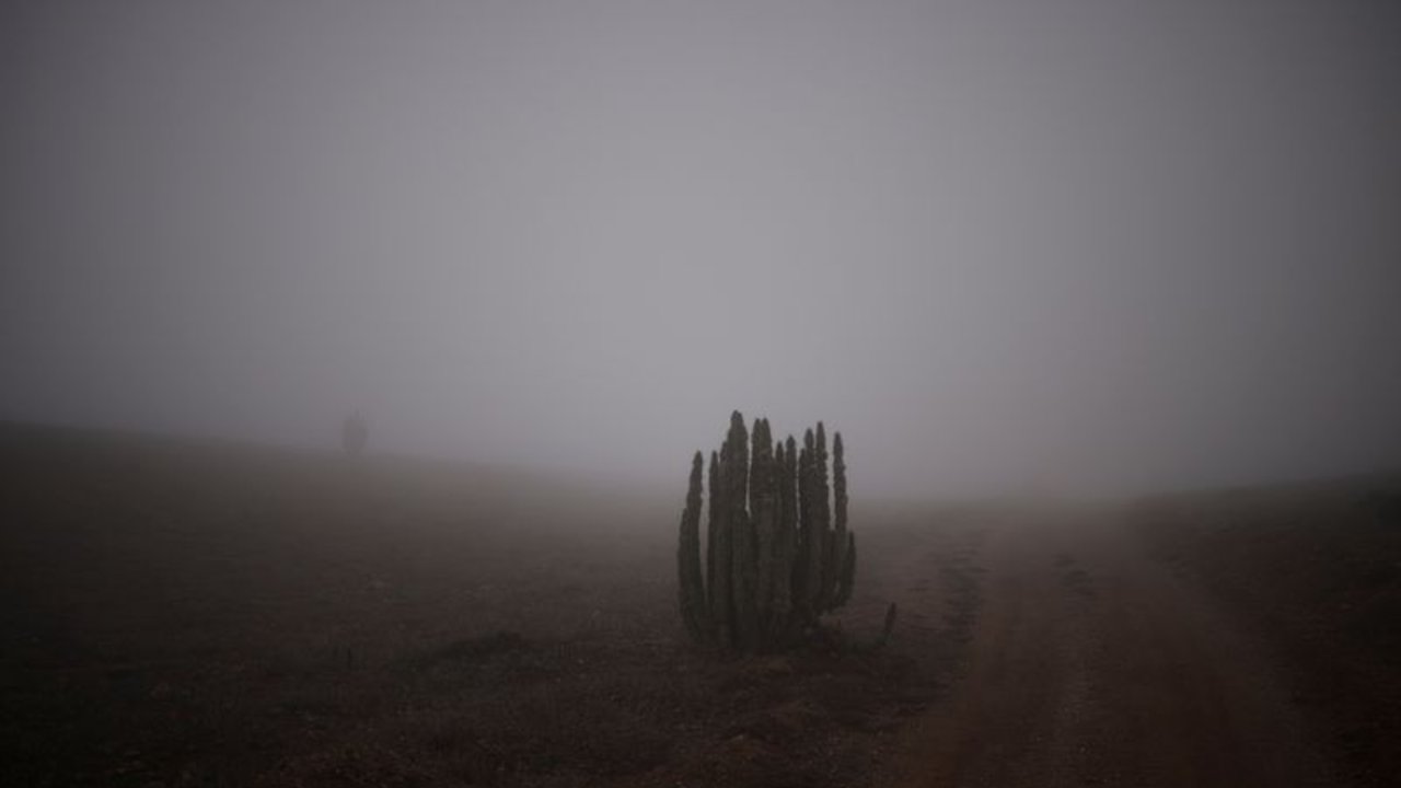 En el desierto chileno de Atacama, el más árido del mundo, se cultivan lechugas con niebla
