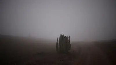 En el desierto chileno de Atacama, el más árido del mundo, se cultivan lechugas con niebla En el desierto chileno de Atacama, el más árido del mundo, se cultivan lechugas con niebla