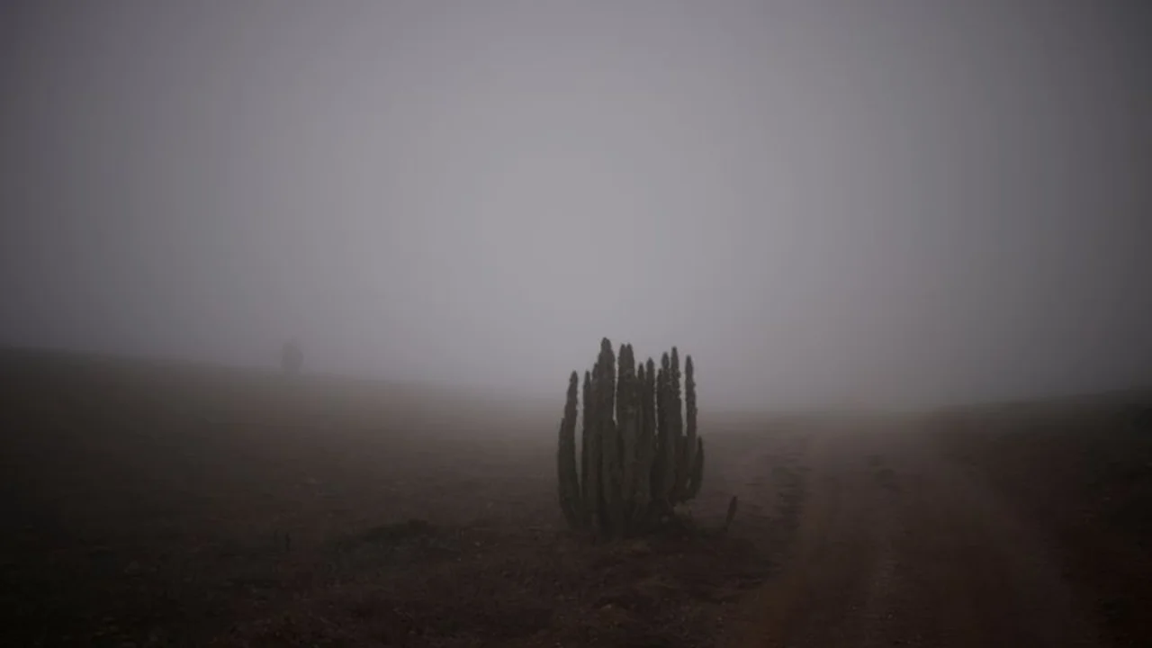 En el desierto chileno de Atacama, el más árido del mundo, se cultivan lechugas con niebla