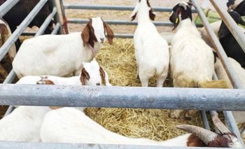 Potenciar el desarrollo: llegó la 1ra expo de productores paipperos | Productores