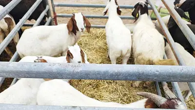 Para potenciar el desarrollo paippero, lanzaron la primera expo de pequeños productores agropecuarios formoseños Para potenciar el desarrollo paippero, lanzaron la primera expo de pequeños productores agropecuarios formoseños