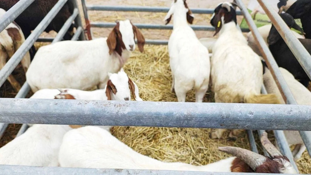 Para potenciar el desarrollo paippero, lanzaron la primera expo de pequeños productores agropecuarios formoseños