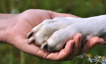 Esto dice la psicología sobre las personas amantes de los perros | Curiosidades