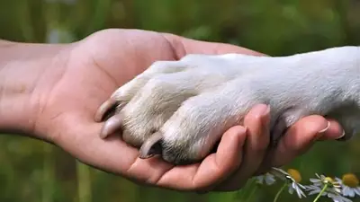 Relación entre humanos y perros Relación entre humanos y perros