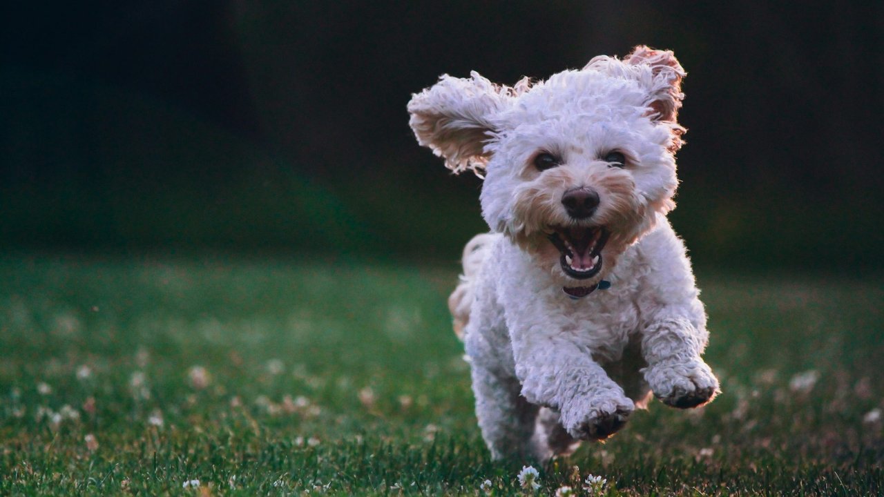 Perro corriendo