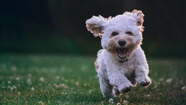 Nuevo estudio derriba mito sobre la llegada de perros a América