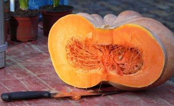 Quien tiene cáscaras de calabaza, tiene un tesoro | Plantas