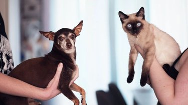 Un estudio reveló qué personas son más inteligentes: ¿los que prefieren a los perros o a los gatos?