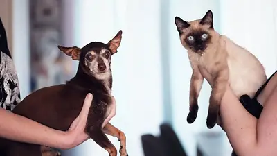 Perros y gatos Perros y gatos