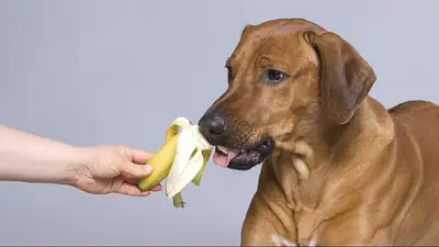 Perro comiendo banana. Perro comiendo banana.