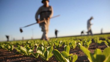 Frente a las bajas temperaturas, desde Formosa brindan acompañamiento a los pequeños productores agrícolas