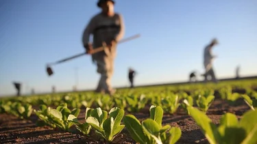 Frente a las bajas temperaturas, desde Formosa brindan acompañamiento a los pequeños productores agrícolas