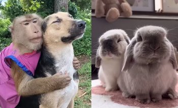 Qué significa mandar fotos de animales tiernos, según la ciencia | Curiosidades