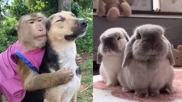 Qué significa mandar y recibir fotos de animales tiernos con tu pareja o amigos, según un estudio científico
