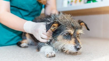 Síntomas de moquillo en perros: cuáles son y qué hay que saber